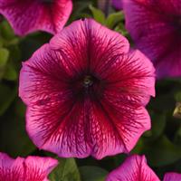 Mirage™ Plum Petunia Bloom