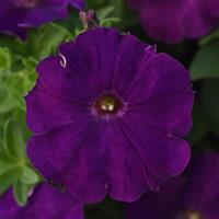 Mirage™ Purple Petunia Bloom