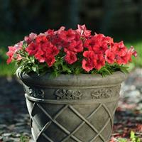 Mirage™ Red Petunia Container