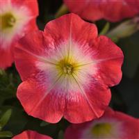 Mirage™ Red Morn Petunia Bloom