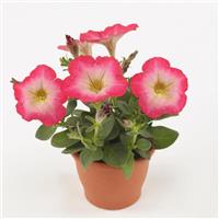 Mirage™ Red Morn Petunia Container