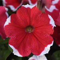 Mirage™ Red Picotee Petunia Bloom