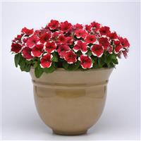 Mirage™ Red Picotee Petunia Container