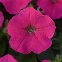Mirage™ Rose Petunia Bloom