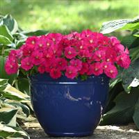 Mirage™ Rose Petunia Container
