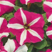 Mirage™ Rose Star Petunia Bloom