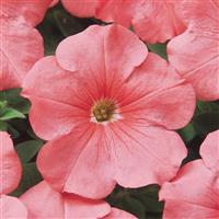 Mirage™ Salmon Petunia Bloom
