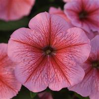 Mirage™ Spring Petunia Bloom