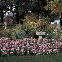 Mirage™ Spring Petunia Commercial Landscape 1