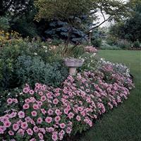 Mirage™ Spring Petunia Landscape