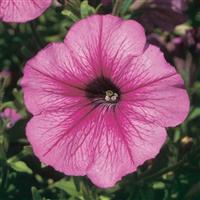 Mirage™ Sugar Petunia Bloom