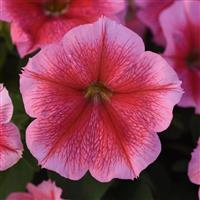 Mirage™ Summer Petunia Bloom