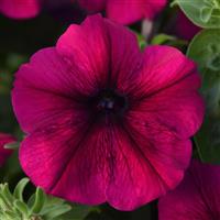 Mirage™ Velvet Petunia Bloom