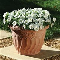 Mirage™ White Petunia Container