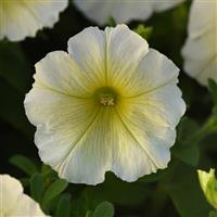Mirage™ Yellow Petunia Bloom
