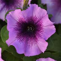 Mirage™ Plum Crystal Petunia Bloom