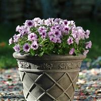 Mirage™ Plum Crystal Petunia Container