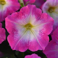 Mirage™ Rose Morn Petunia Bloom