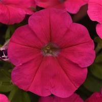 Mirage™ Deep Rose Petunia Bloom