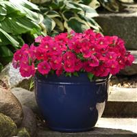 Mirage™ Deep Rose Petunia Container
