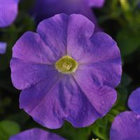 Mirage™ Light Blue Petunia Bloom