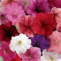 Mirage™ Mixture Petunia Bloom