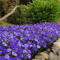 Mirage™ Mid-Blue Petunia Commercial Landscape 1