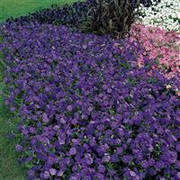 Mirage™ Mid-Blue Petunia Landscape