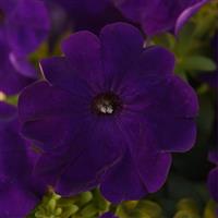 Mirage™ Blue Petunia Bloom