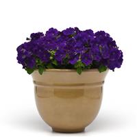 Mirage™ Blue Petunia Container