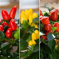 Samba Mix Ornamental Pepper Bloom