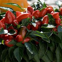 Samba Red Ornamental Pepper Bloom