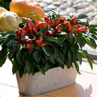 Samba Red Ornamental Pepper Container