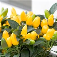Samba Yellow Ornamental Pepper Bloom
