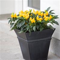 Samba Yellow Ornamental Pepper Container