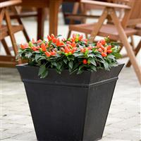 Samba Dark Orange Ornamental Pepper Container