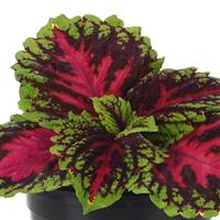 Kong Jr.™ Rose Coleus, Premium Shade Bloom