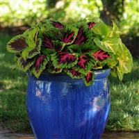 Kong Jr.™ Rose Coleus, Premium Shade Container