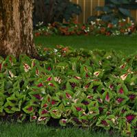 Kong Jr.™ Rose Coleus, Premium Shade Landscape