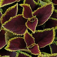 Kong Jr.™ Scarlet Coleus, Premium Shade Bloom