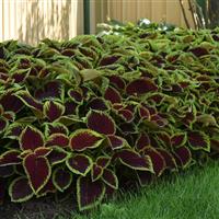 Kong Jr.™ Scarlet Coleus, Premium Shade Commercial Landscape 1