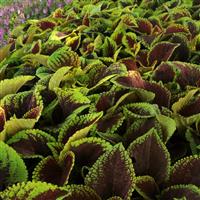 Kong Jr.™ Scarlet Coleus, Premium Shade Commercial Landscape 2