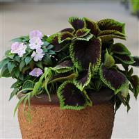 Kong Jr.™ Scarlet Coleus, Premium Shade Container