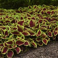 Kong Jr.™ Scarlet Coleus, Premium Shade Landscape