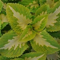 Kong Jr.™ Green Halo Coleus, Premium Shade Bloom