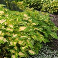 Kong Jr.™ Green Halo Coleus, Premium Shade Commercial Landscape 1