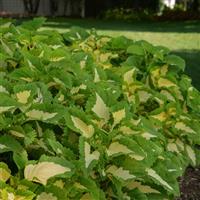 Kong Jr.™ Green Halo Coleus, Premium Shade Landscape