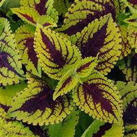 Kong Jr.™ Lime Vein Coleus, Premium Shade Bloom