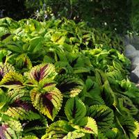 Kong Jr.™ Lime Vein Coleus, Premium Shade Commercial Landscape 1