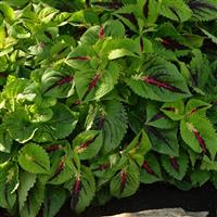 Kong Jr.™ Lime Vein Coleus, Premium Shade Commercial Landscape 2